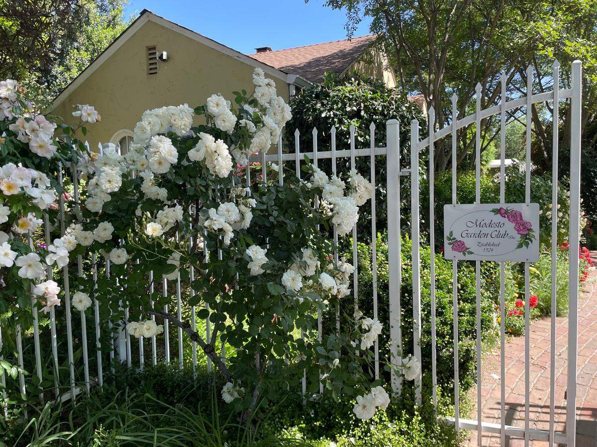 White roses adorn the entrance to the Modesto Garden Club offices located at 622 14th Street on Wednesday, April 30.