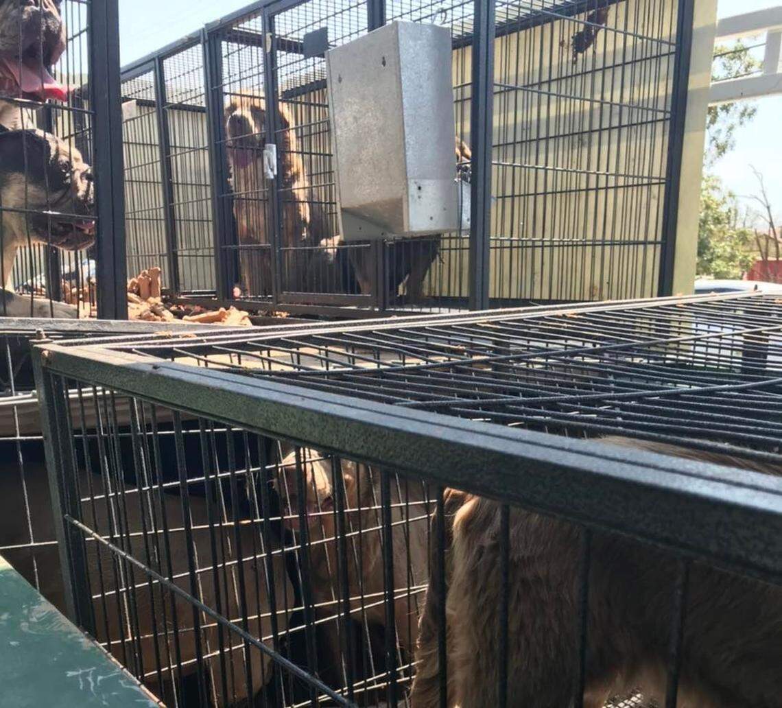 Officers responding to a report of possible animal neglect and abuse seized 17 dogs from a property on the 600 block of Fig Lane in Newman on Wednesday, July 27, 2022. Dogs were found to be panting, without water, and the majority without food. They were found to be covered in feces and some in poor physical condition.