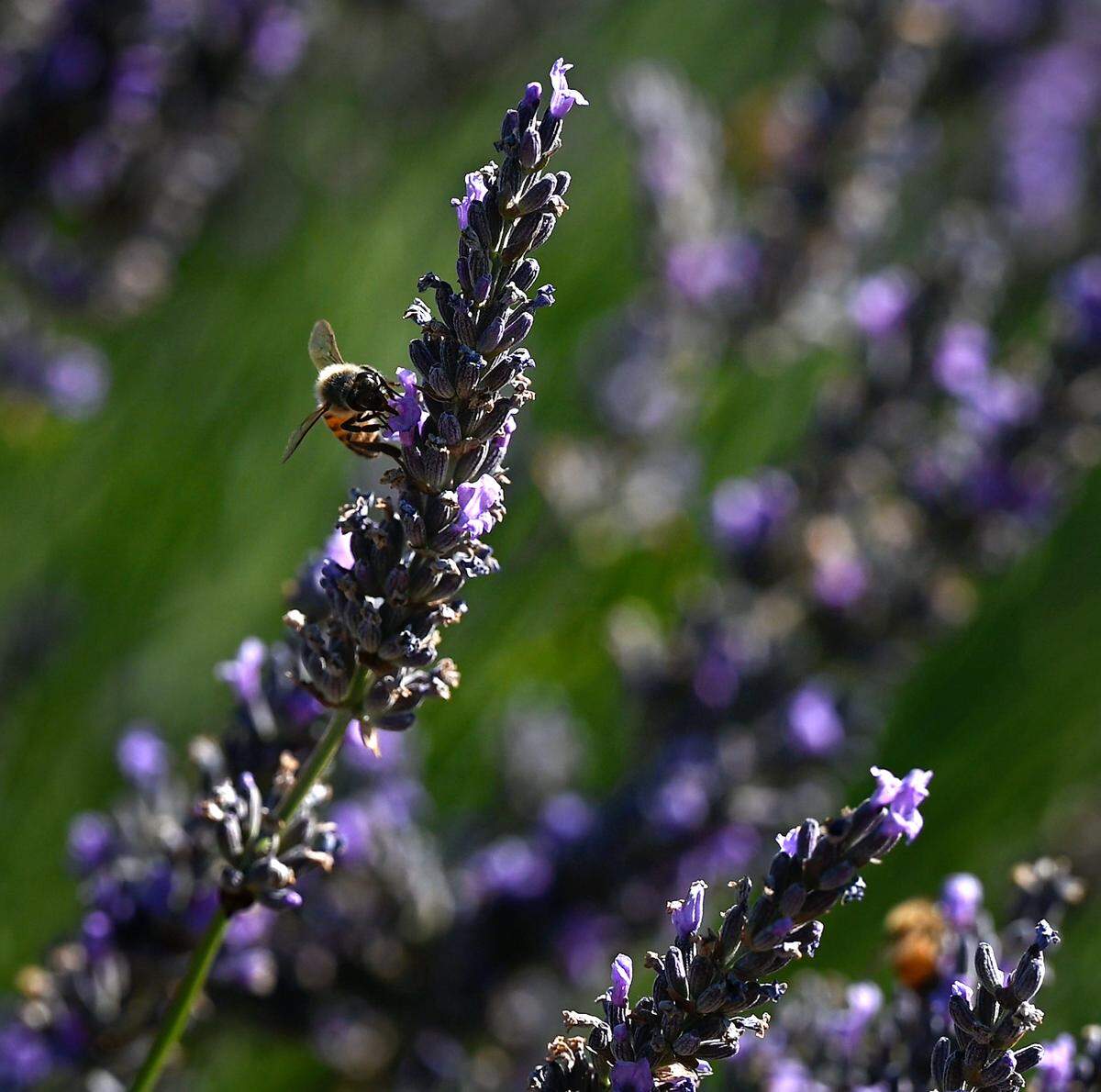 Honey bees work on lavender at Zinc House Farm in Escalon, Calif., on Tuesday, June, 21, 2022.