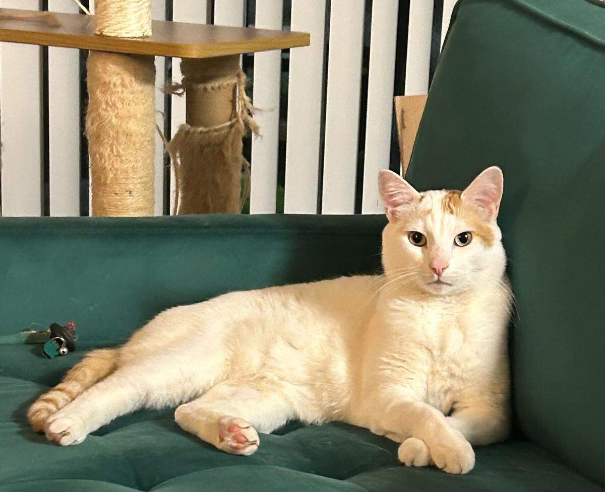 The Sacramento Bee is looking for the cutest cat in the Sacramento area. Vote now for your favorite finalist.
