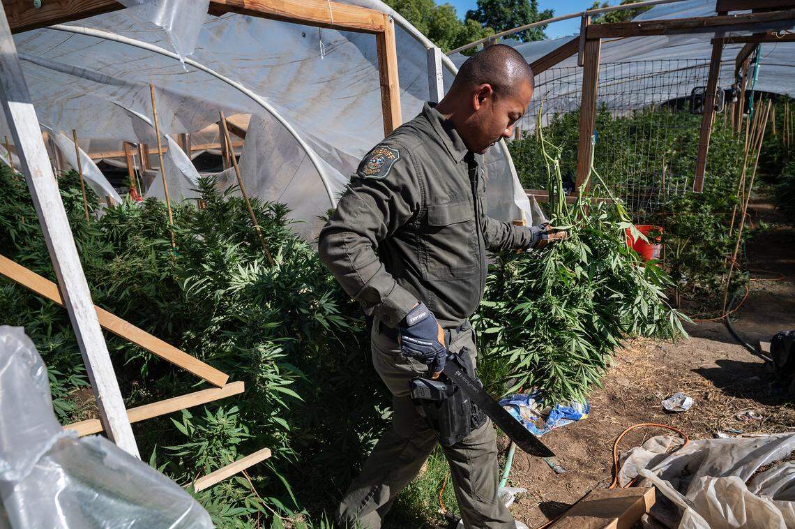 Stanislaus County Sheriff’s deputy Yom collects an evidence sample during a raid of an illegal marijuana growing operation on Sam Avenue in Ceres, Calif., on Thursday, June 3, 2021.