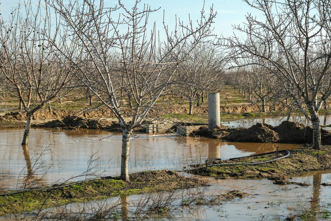 The Turlock Irrigation District diverted storm runoff to an almond orchard near Ballico in December 2022. It is part of a pilot project on whether winter flooding of farmland could help recharge groundwater for use in drier times.