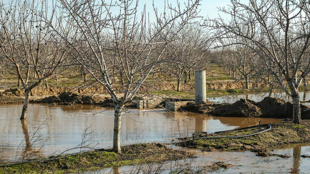 The Turlock Irrigation District diverted storm runoff to an almond orchard near Ballico in December 2022 as part of a pilot project on whether winter flooding of farmland could help recharge groundwater for use in drier times.