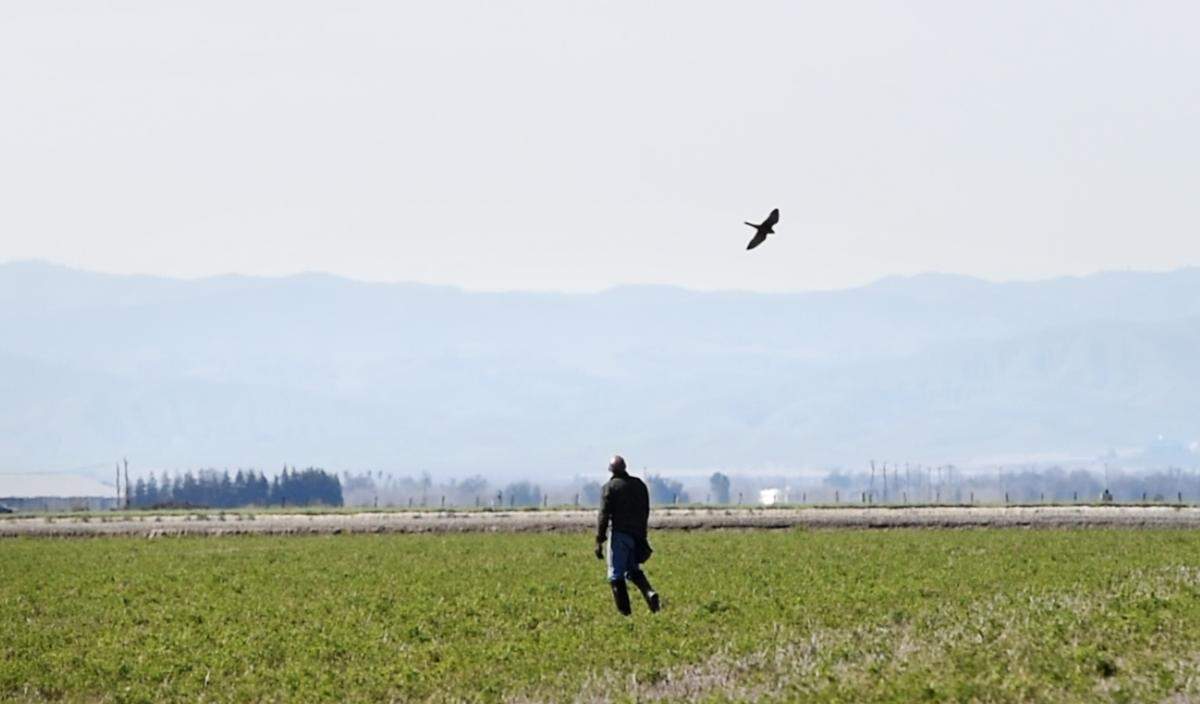 Peter Stavrianoudakis with Ares, an aplomado falcon, in Hilmar, Calif., Saturday, Feb. 23, 2019.