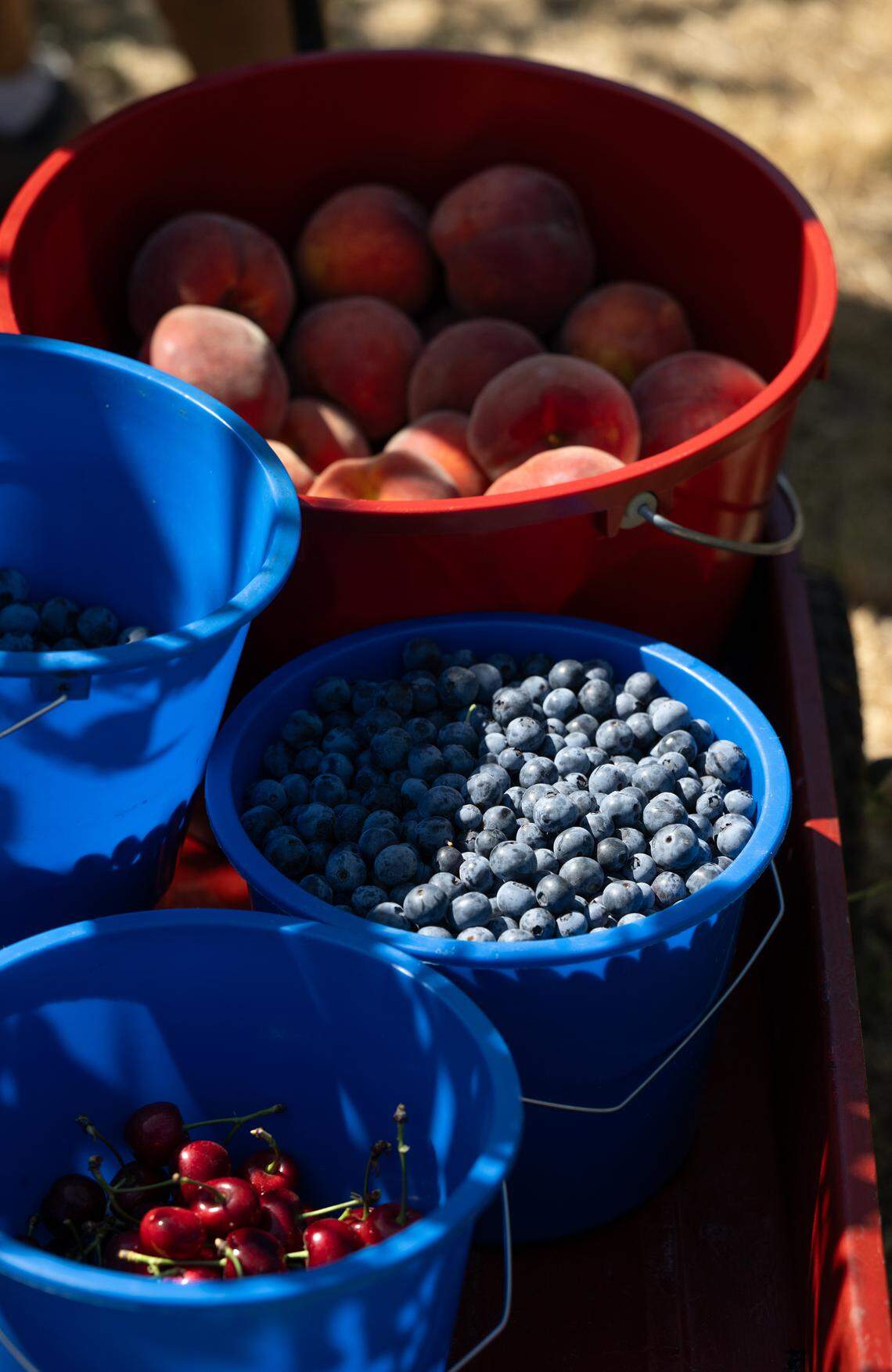 The Aguilar family picked blueberries, cherries and peaches at Vanderhelm Farms in Modesto, Calif., Saturday, May 25, 2024.