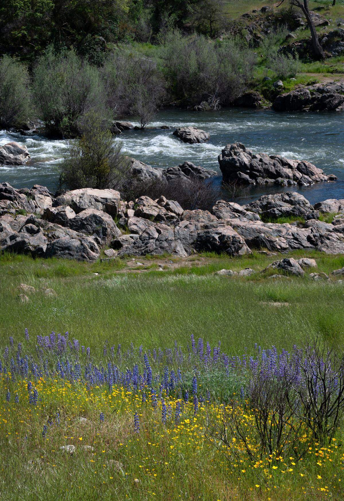 Lupine and poppies are blooming along the Stanislaus River at the Knights Ferry Recreation Area in Knights Ferry, Calif., Wednesday, April 12, 2023.