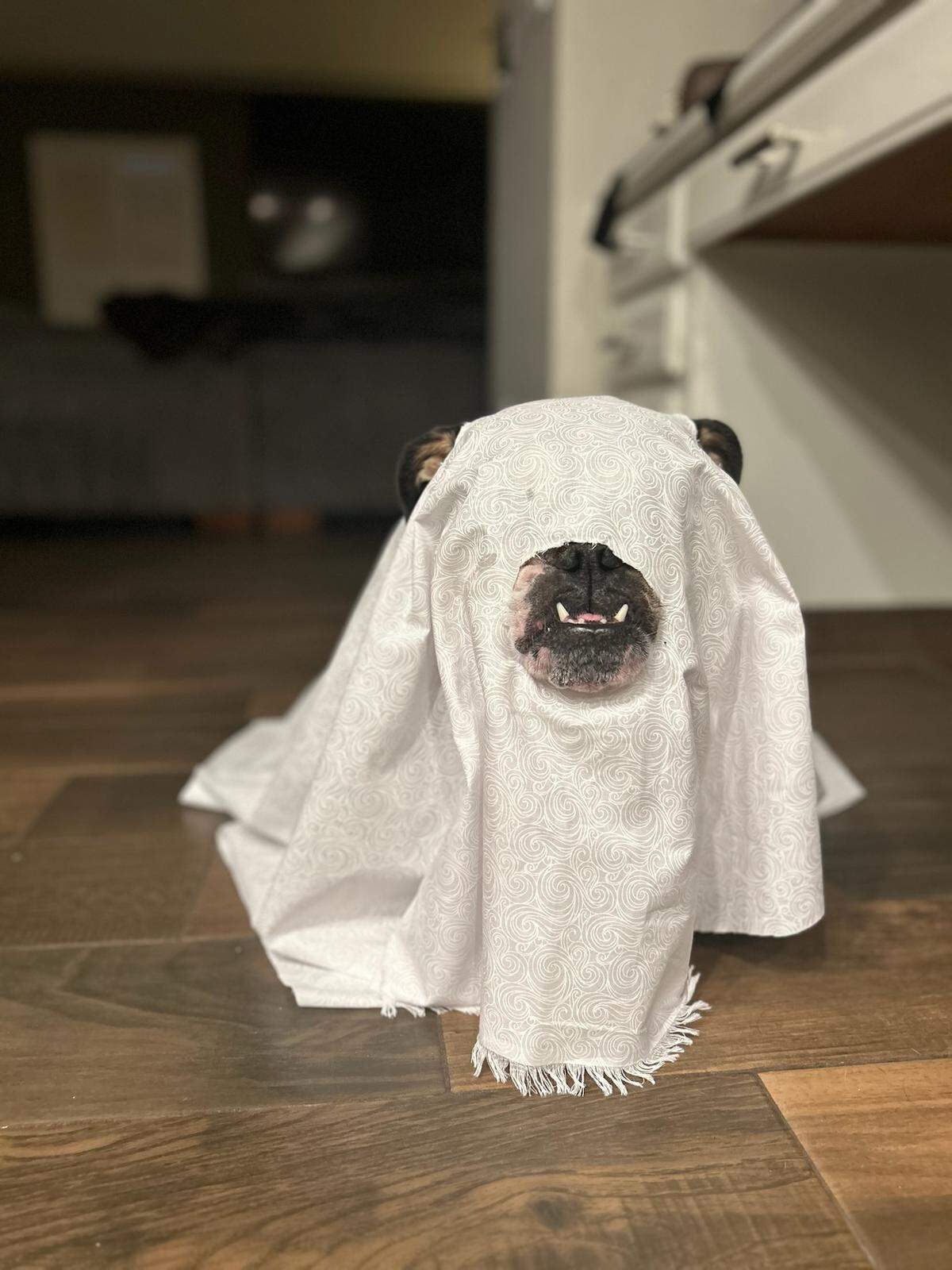 English Bulldog Mia in her ghost costume.