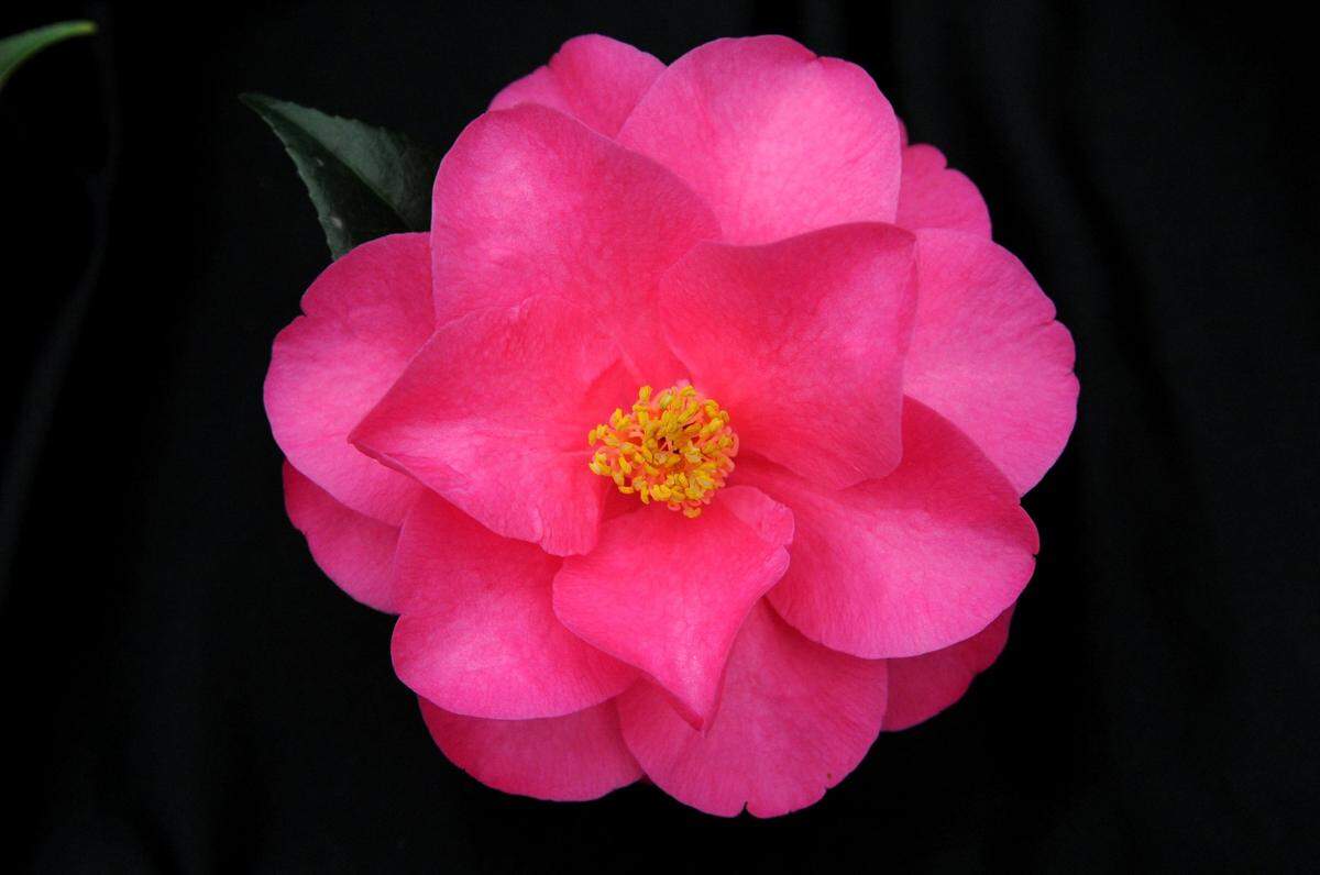 One of the winning blooms from a past year’s Camellia Show.