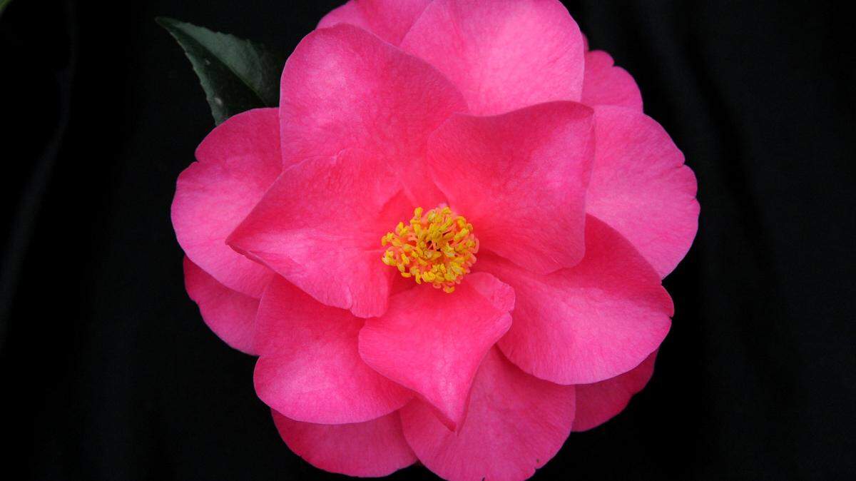 One of the winning blooms from a past year’s Camellia Show.