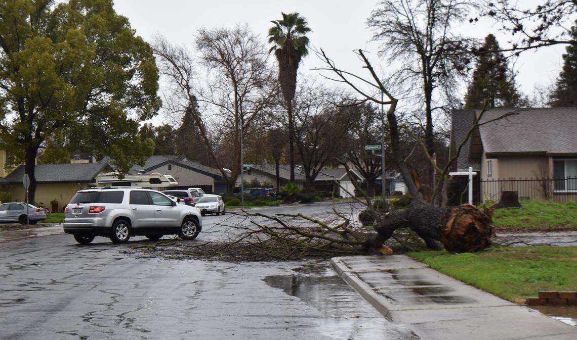 A driver goes around a fallen tree blocking part of Northampton Lane in north Modesto on Sunday morning, Feb. 4, 2024.