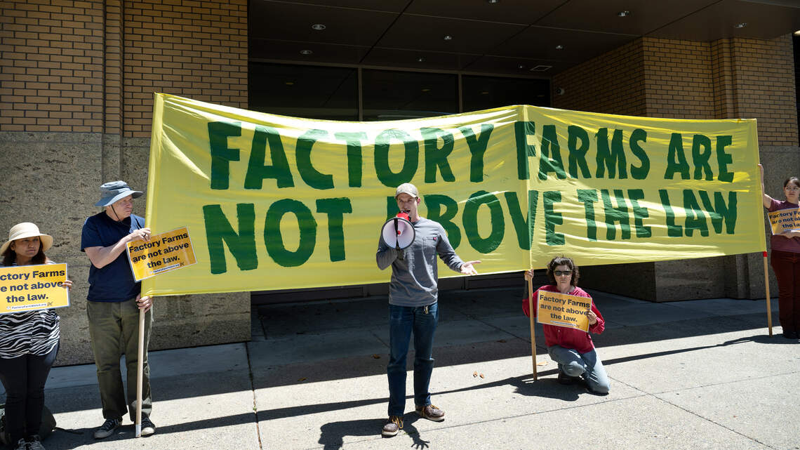 Protesters demand charges after footage shows animal cruelty at Ceres calf ranch