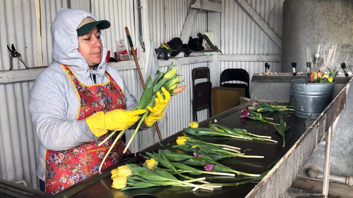 Imelda Rangel assembles bunches of tulips at Dutch Hollow Farms in Riverbank, Calif. on March 19, 2019