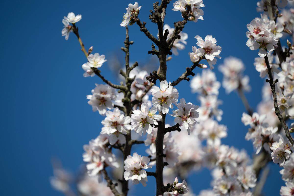 Almond trees are in full bloom at Rodin Farms orchard on Oakdale Road in Modesto, Calif., Saturday, Feb. 24, 2024. Rodin Farms is one of three spots on the Almond Blossom Cruise route where visitors can park their cars and walk among the blooming trees, picnic and take pictures.