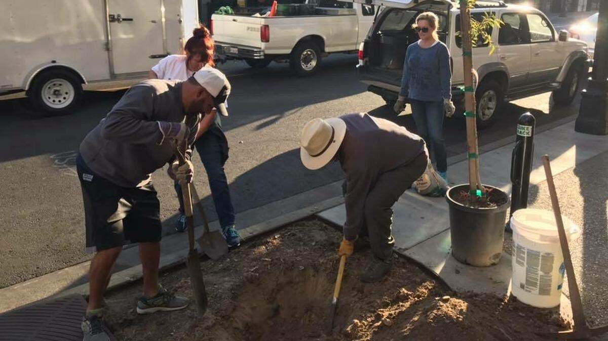 More than 40 trees were planted in downtown Modesto on Saturday, in a combined effort by the Modesto Rotary and Modesto Sunrise Rotary clubs, the city and the Downtown Modesto Partnership.