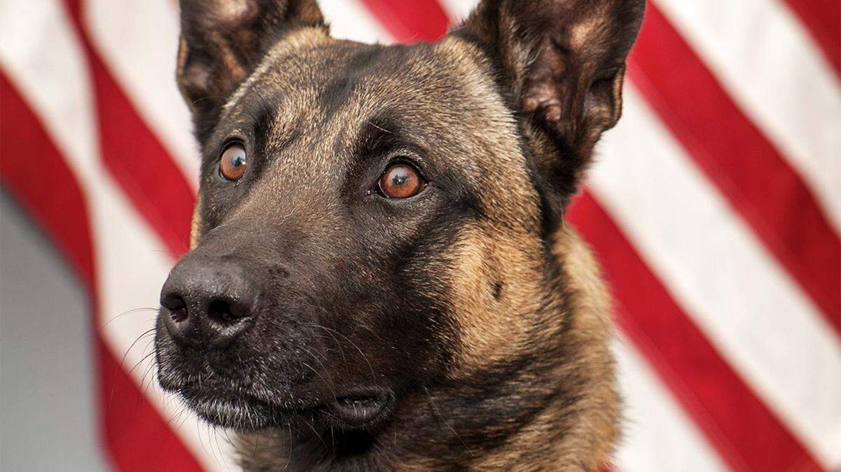 California Highway Patrol K9 Pakito helped find approximately 2,000 counterfeit oxycodone hydrochloride laced with fentanyl during a traffic stop on Interstate 5 on Jan. 13.