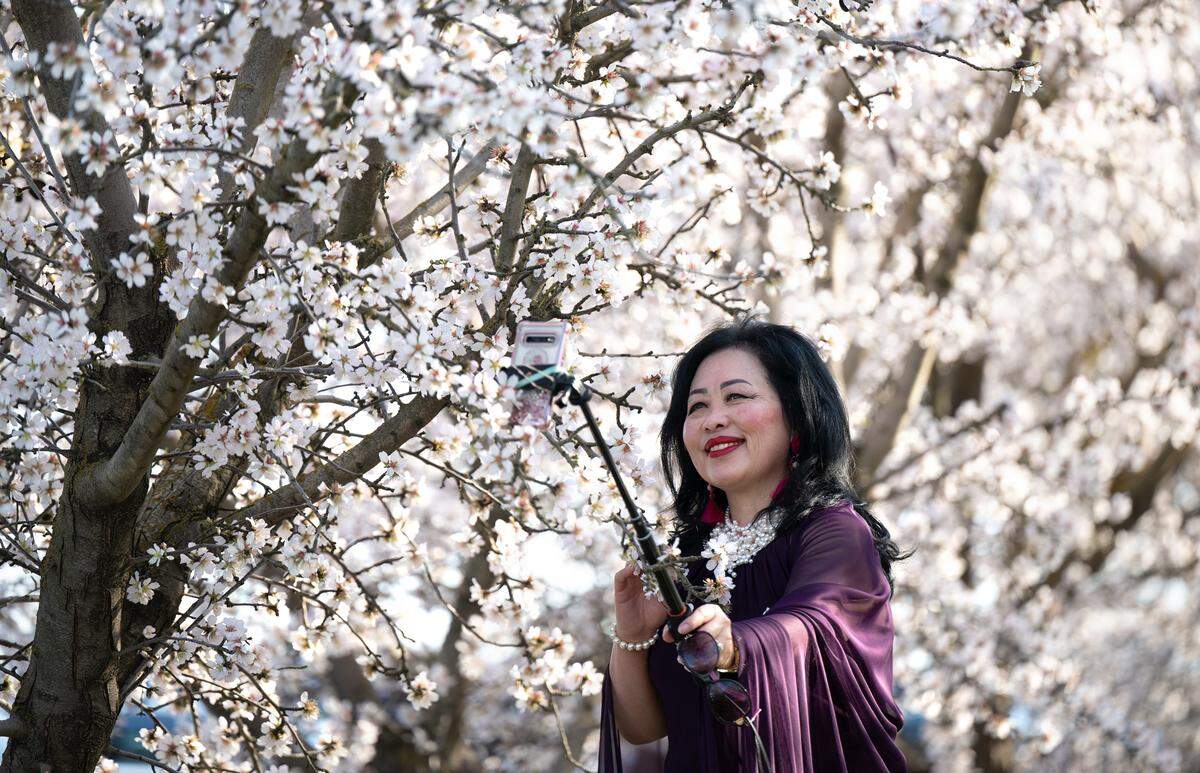 Melanie Moua of Modesto takes a self portrait with a blooming almond tree at Rodin Farms in Modesto, Calif., Saturday, Feb. 24, 2024. Rodin Farms on Oakdale Road is one of three spots on the Almond Blossom Cruise route where visitors can park their cars and walk among the blooming trees, picnic and take pictures.