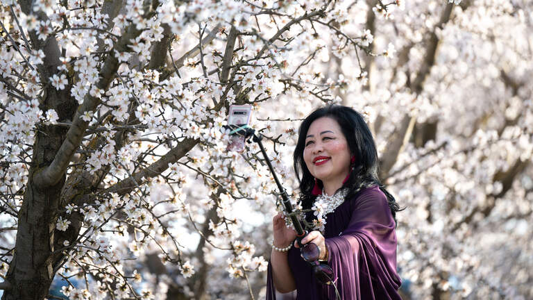 Almond trees are blooming in Stanislaus County. Here are the best viewing spots, tips