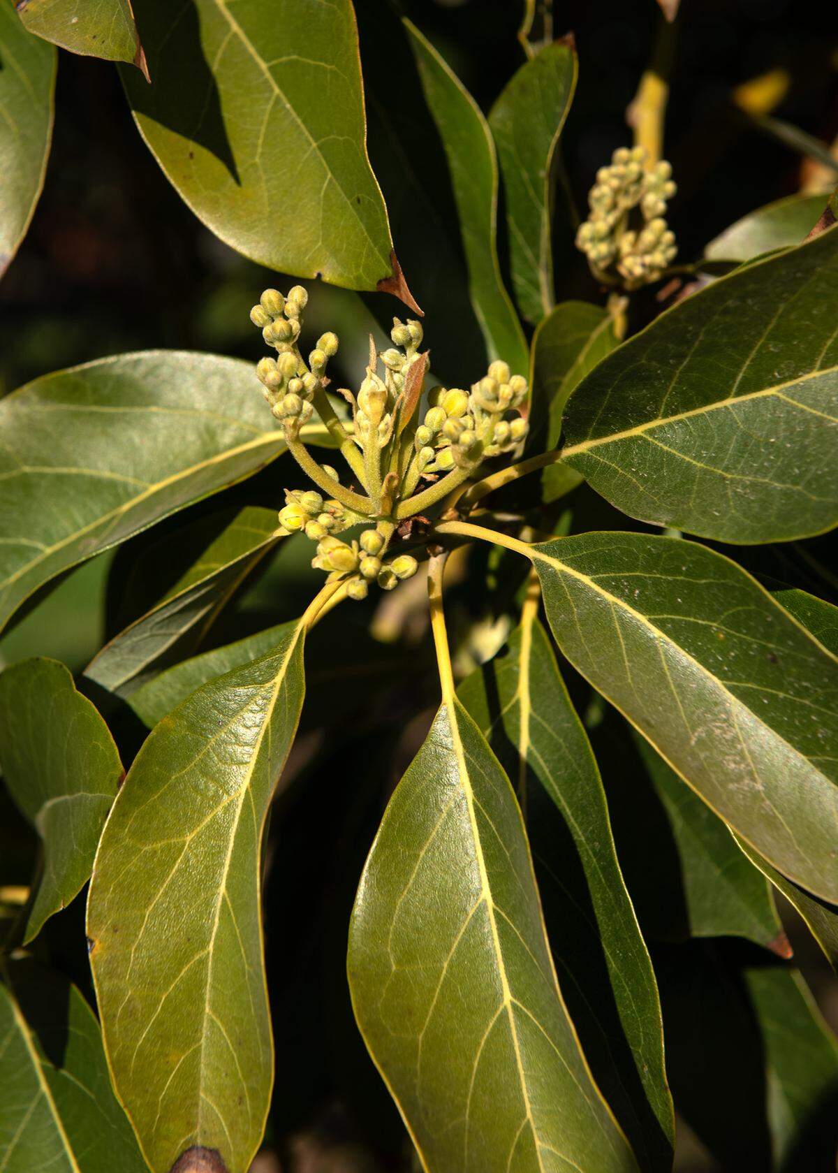 Flowers buds are emerging on the Puebla avocado tree at the home of Laura Sexton in Modesto, Calif., on Wednesday, Feb. 16, 2022.