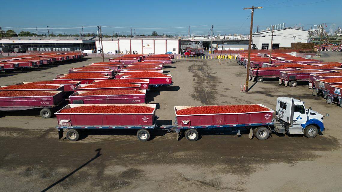 Tomatoes arrive for processing at Stanislaus Foods Products in Modesto, Calif., Tuesday, August 29, 2023.