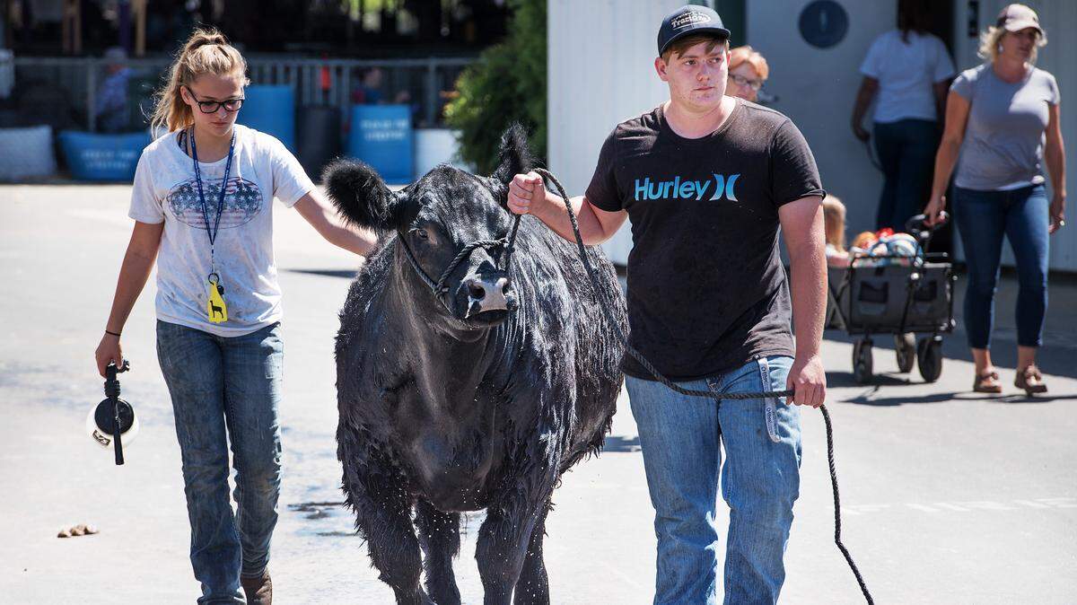 Cameron Shapley, right, of Hughson FFA walks his angus cross, Teddy, back to his pen after a bath during the Stanislaus County Fair in Turlock, Calif., Wednesday, July 18, 2018. 