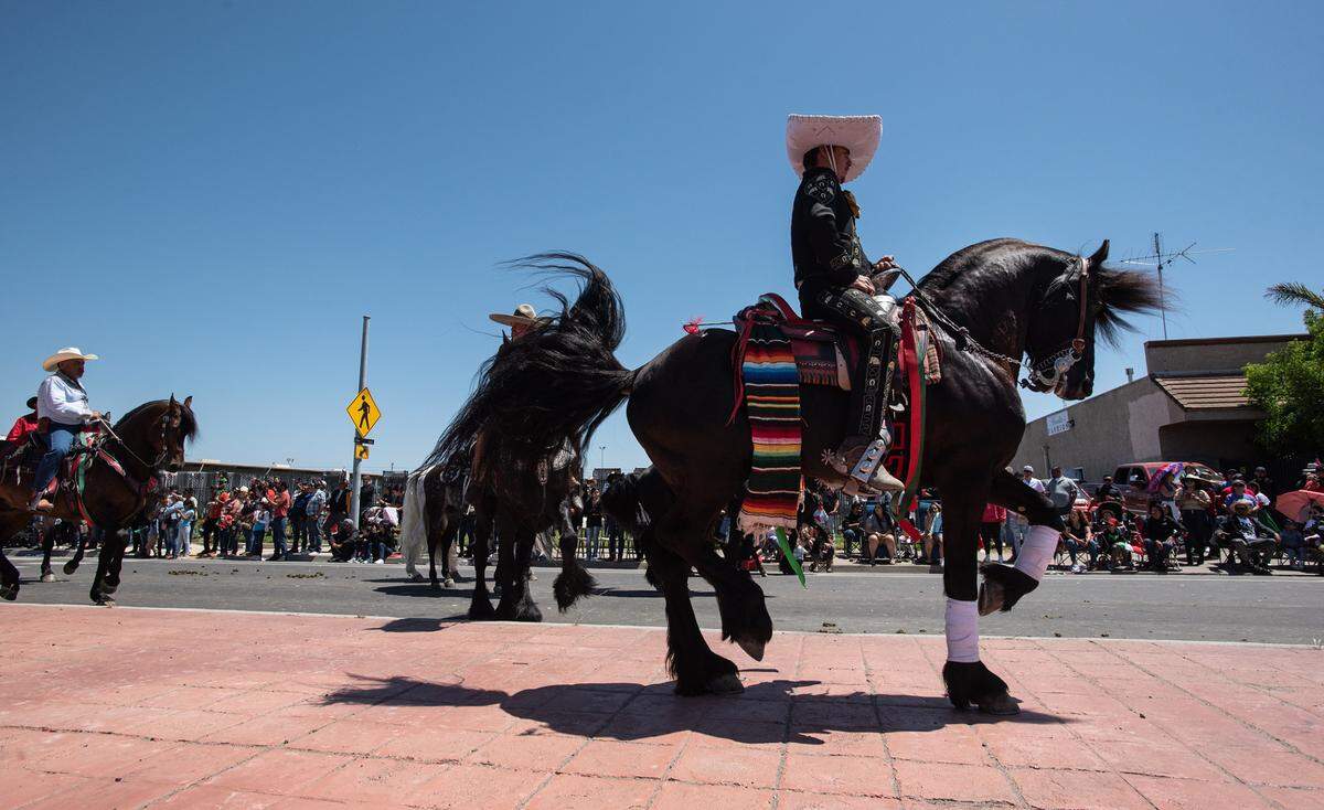 A horse troupe shows off festive footwork during the Cinco de Mayo parade on Crows Landing Road in Modesto, Saturday, May 7, 2022.