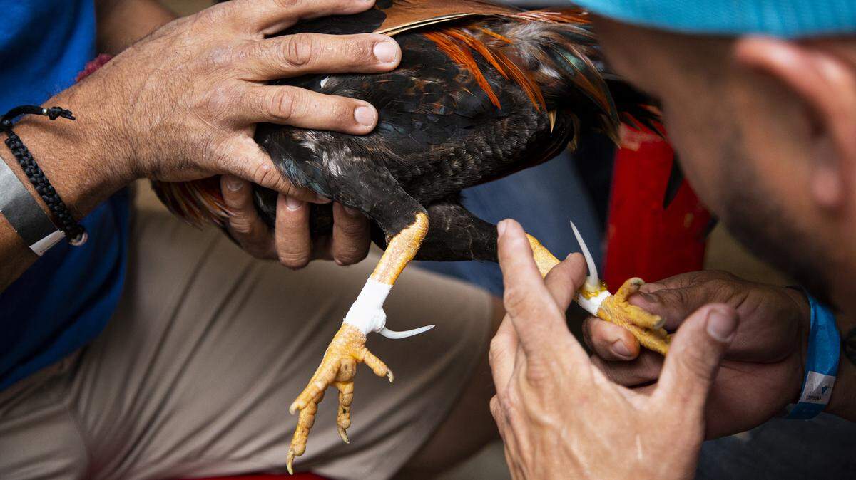 A rooster is outfitted with plastic spurs ahead of a cockfight at Club Gallístico de Arecibo in Hatillo, Puerto Rico, Oct. 16, 2019. Congress passed a ban on cockfighting in Puerto Rico and other U.S. territories that begins in December of 2019. The imposition has struck most of those who have long engaged in cockfighting here as a violation of Puerto Ricans rights to make their own decisions and protect their cultural heritage. (Erika P. Rodriguez/The New York Times)