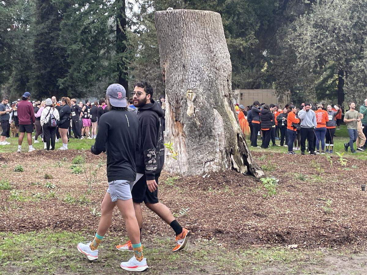 The annual Turkey Trot starts near the stump of an ancient oak tree felled for safety reasons years ago in Tuolumne River Regional Park. The stump had a new pollinator garden around it for the Nov. 27, 2025, version in Modesto, Calif.