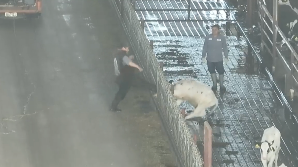 Drone footage shows a calf being kicked in the face at Agresti Calf Ranch in Ceres, CA. 