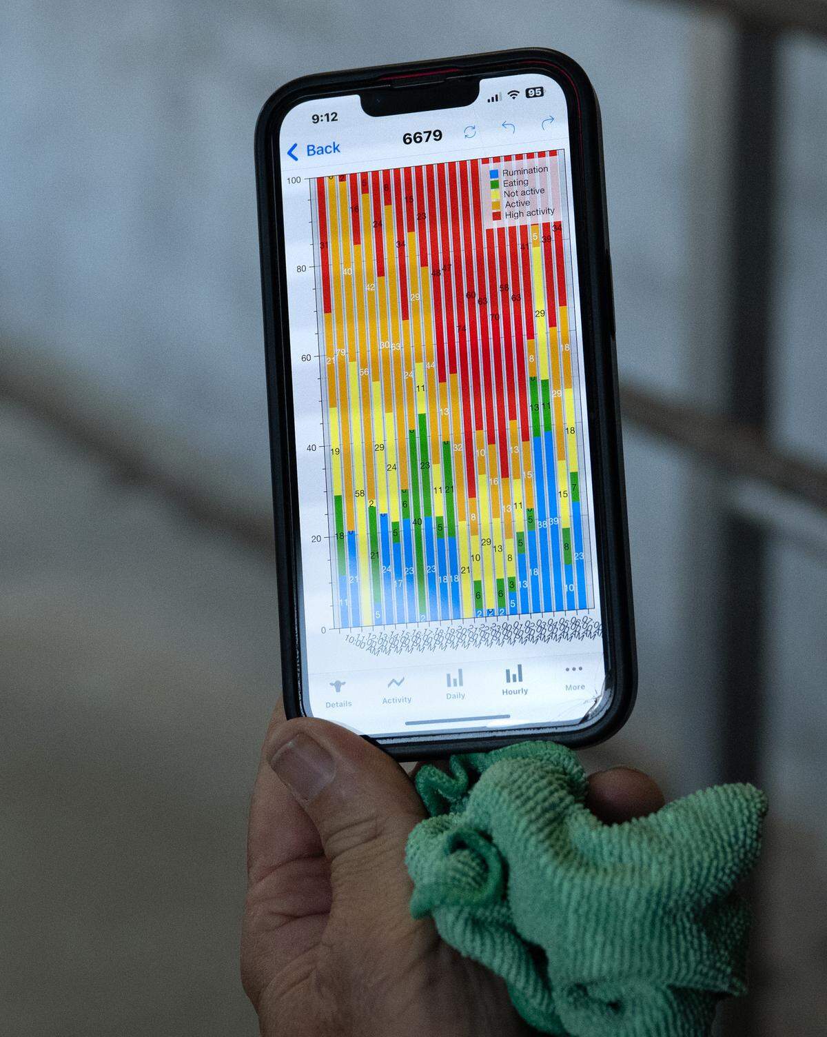 Each milking cow’s health details are tracked using an smartphone app at Nutcher Milk Company in Modesto, Thursday, June 5, 2025. 