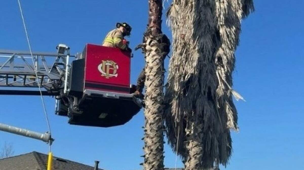 A tree trimmer in Hughson was rescued Sunday, Nov. 22, 2020, by Ceres firefighters after suffering a chainsaw cut and falling about 30 feet.