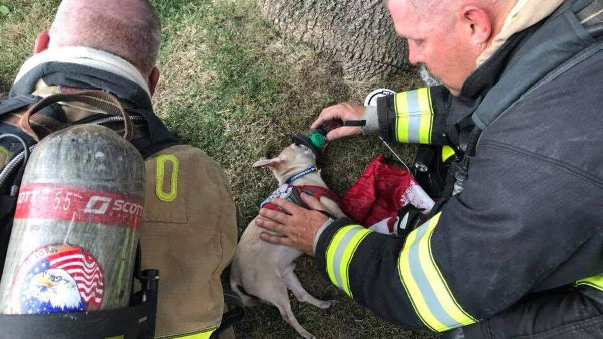 Modesto firefighters treat a chihuahua with oxygen at the scene of a house fire.