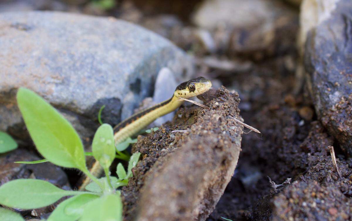 A baby California red-sided garter snake being released into the wild after being born at The Stanislaus Wildlife Care Center.