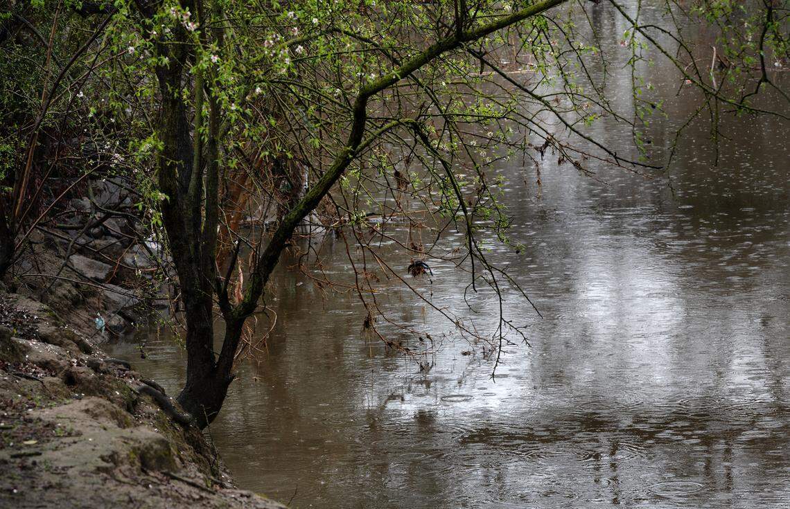 Rain fall into Dry Creek at Moose Park in Modesto, Calif., Friday, March 10, 2023. The City of Modesto has posted a dozen new temporary park and trail closures starting Friday because of the stormy conditions, this includes Moose Park.
