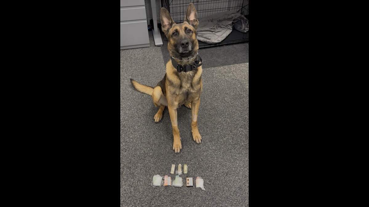 Probation K-9 Jetta sits next to marijuana vape pens uncovered during a June 2025 yard search at Stanislaus County Juvenile Hall.