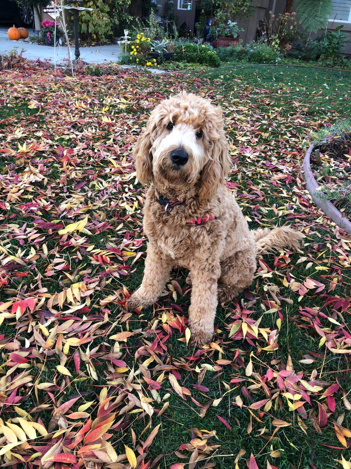 Owner Anita Chowdhary said she was “very excited” to hear her beloved Moose had won.