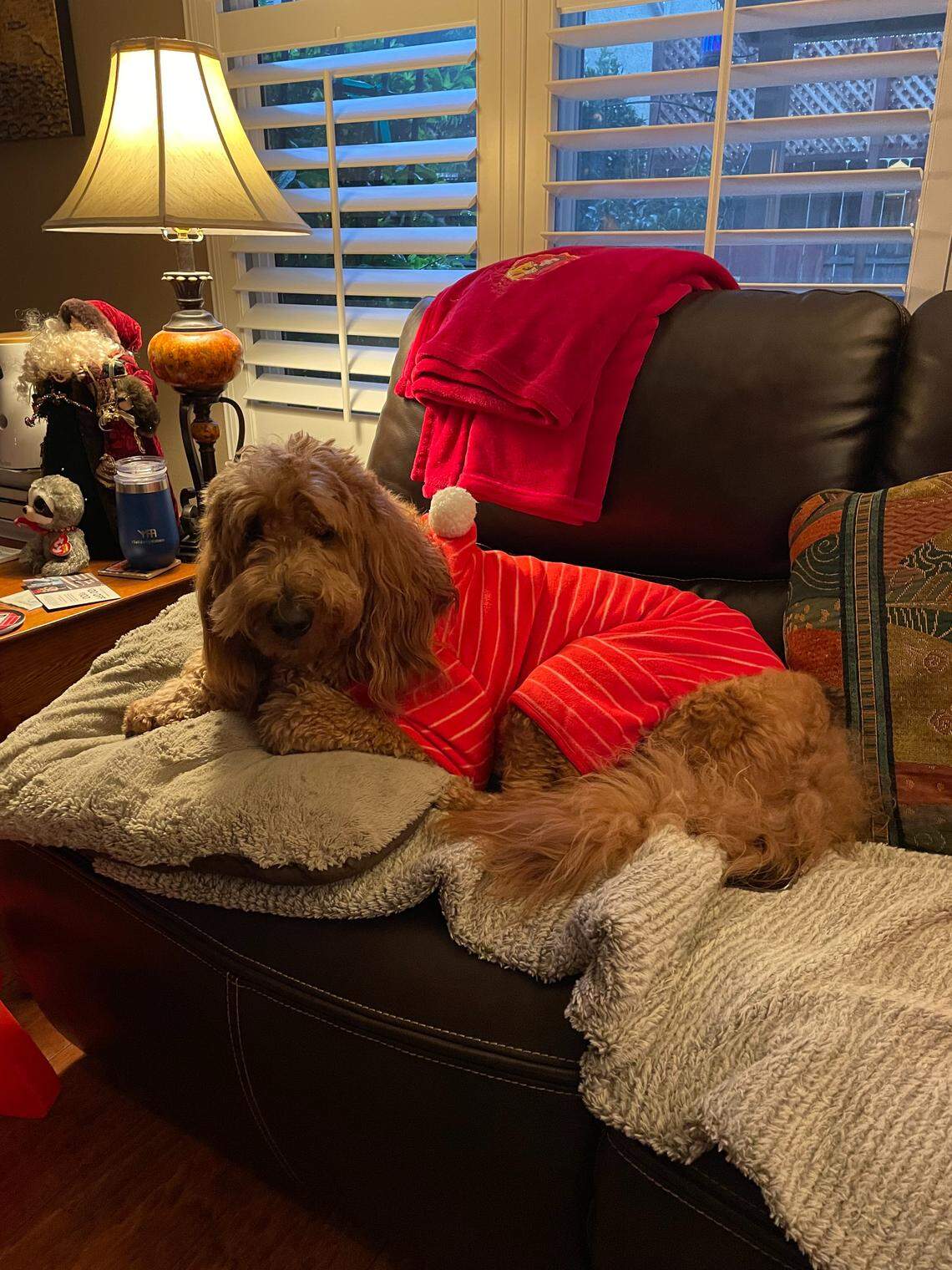 Owner Anita Chowdhary said she was “very excited” to hear her beloved Moose had won.