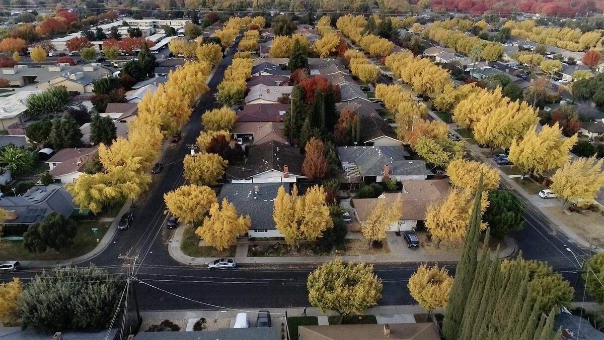 The neighborhood off Goldenwood Drive is lined with ginko biloba trees in Modesto on Saturday, Nov. 21, 2020.