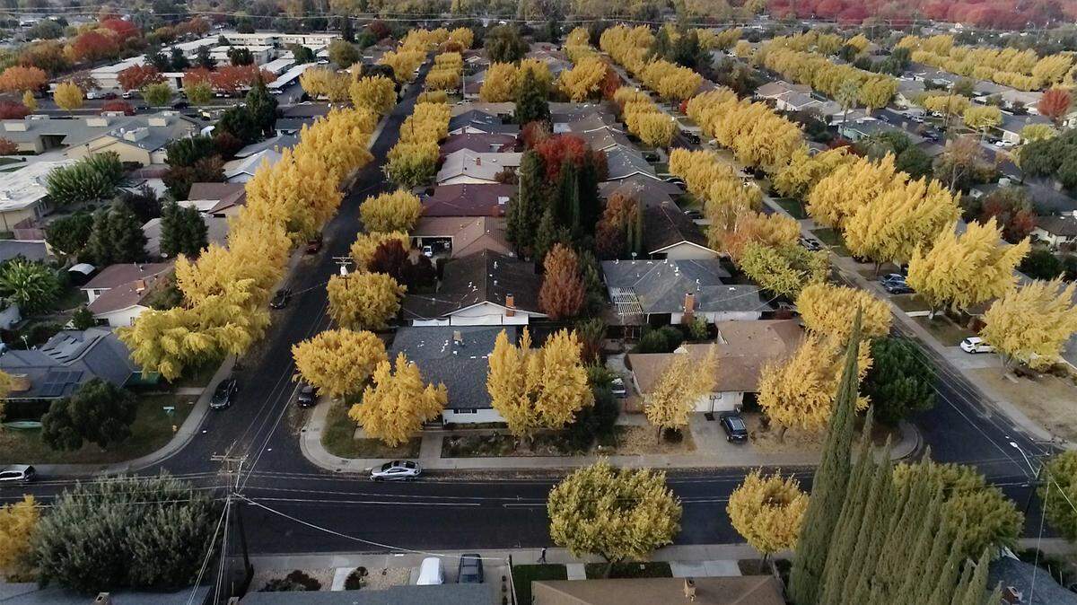 The neighborhood off Goldenwood Drive is linded with ginko biloba trees in Modesto, Calif., on Saturday, Nov. 21, 2020.