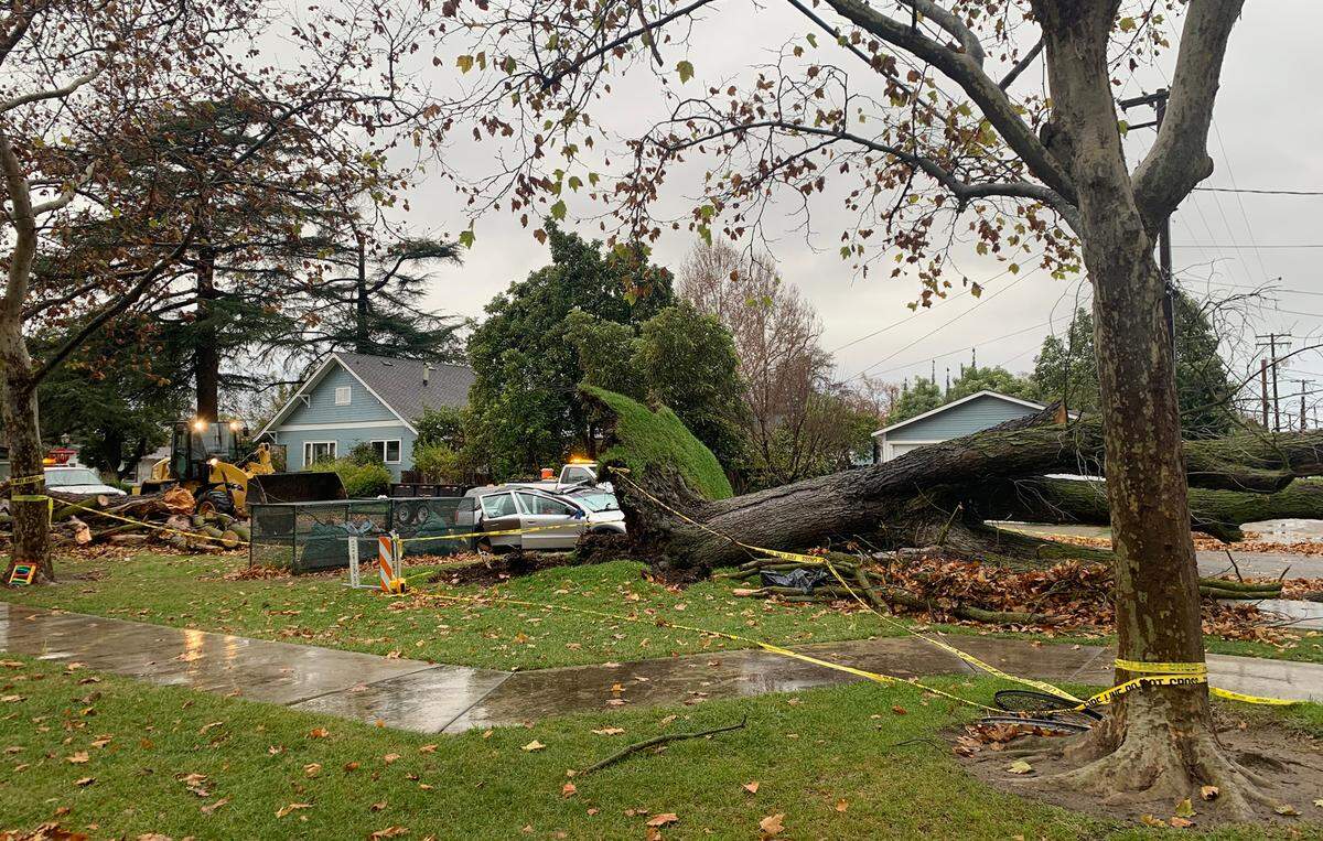 A large tree fell at Broadway Park in Turlock.