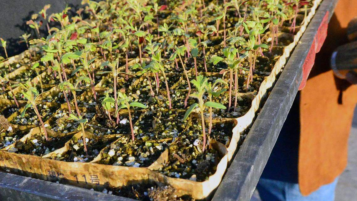 Jeff McPhee holds a tray of month old hemp plants in Oakdale California on March 8, 2019.