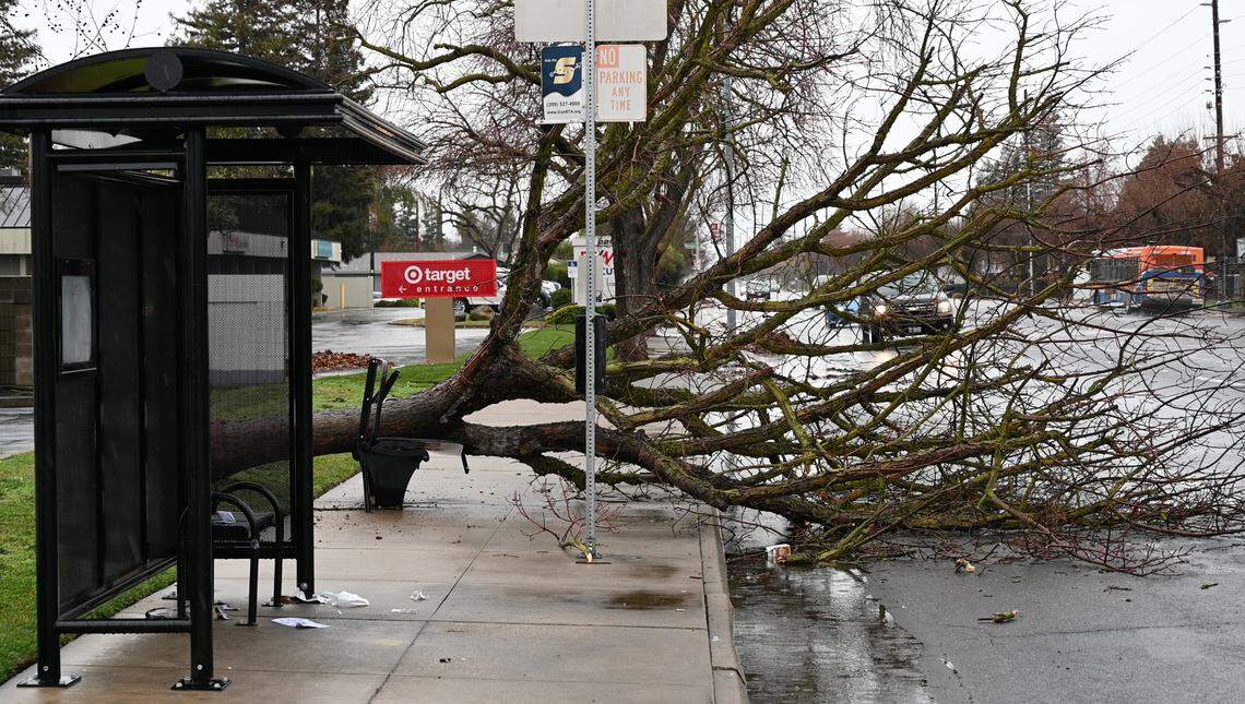 A tree fell on a bus stop bench on Standiford Avenue in Modesto, Calif., Thursday, Jan. 5, 2023. Dozens of trees fell or lost branches during a windstorm the night before.