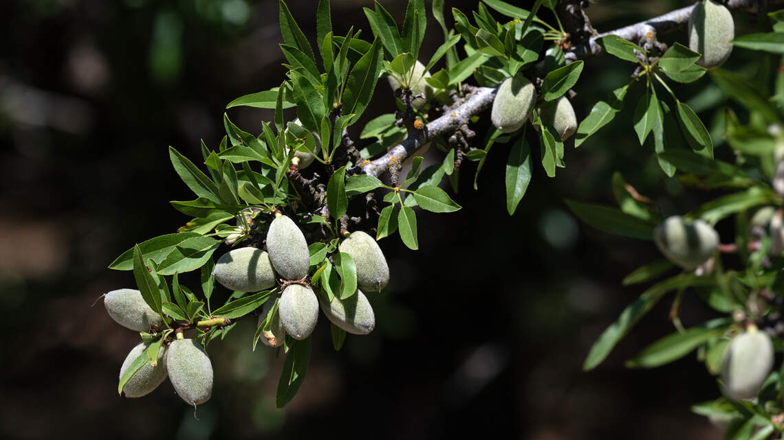 How big will Valley almond crop be this year? And why is USDA estimate kept secret?