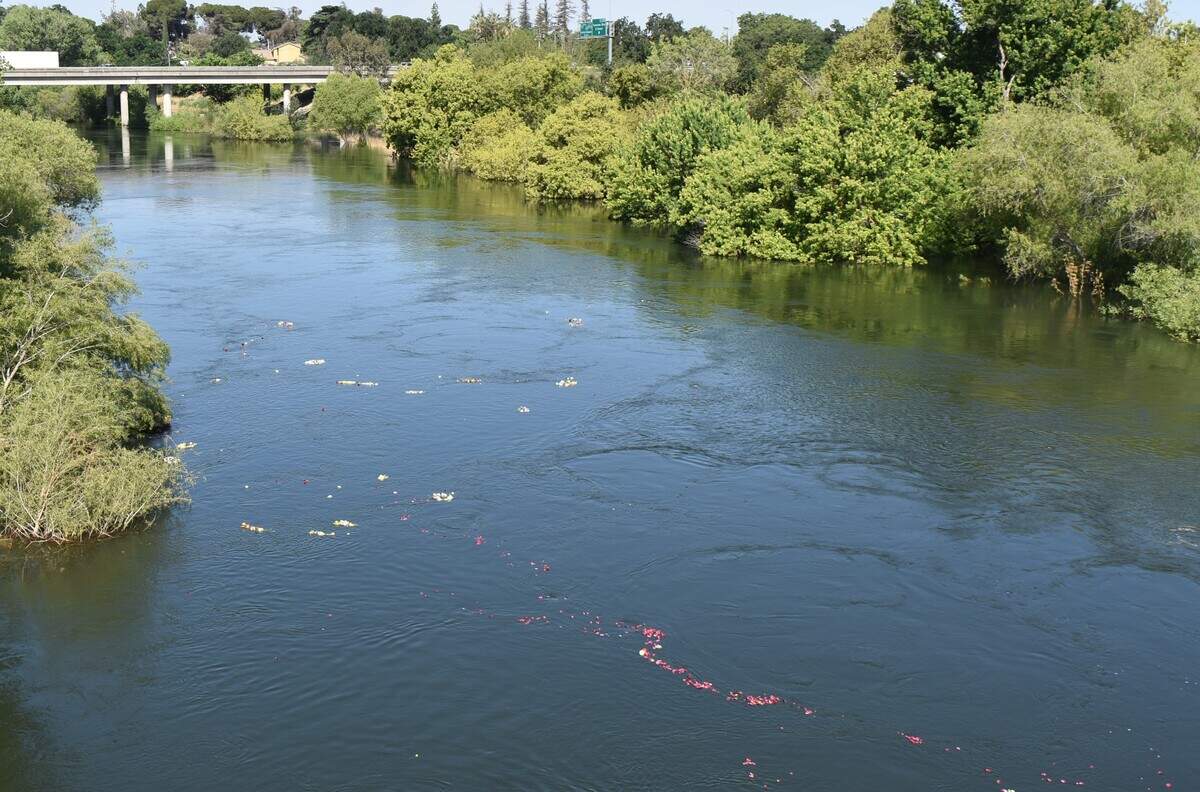 Flowers float on the Tuolumne River after being tossed from the Seventh Street Bridge in Modesto as part of a Memorial Day commemoration on Monday, May 29, 2023.