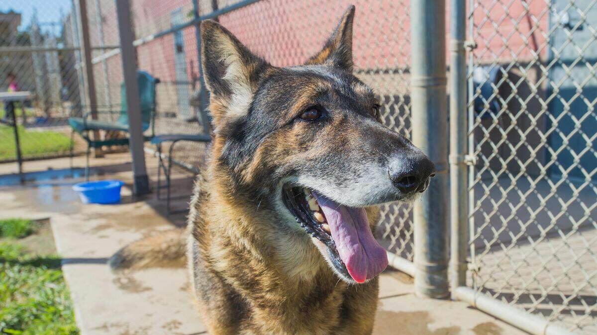 The Stanislaus Animal Services Agency is offering low-cost vaccinations for dogs. Rabies vaccination is legally required in California.