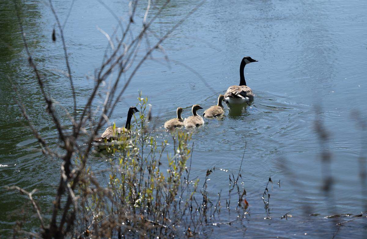 Canada geese navigate the Tuolumne River in Modesto, May, 10, 2024.