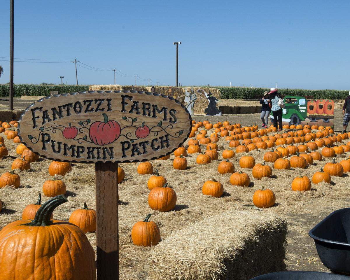 The Fantozzi Farms Pumpkin Patch will be open again this season in Patterson.