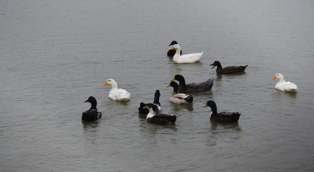 What’s a little water on top when you’ve got it all over your bottom? Ducks swim in Naraghi Lake at Hashem Drive and Oakdale Road in Modesto during a light rain Sunday morning, Dec. 13, 2020.