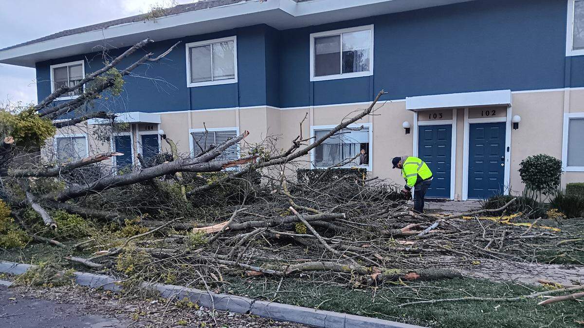 This tree on Colonial Avenue near Standiford Avenue toppled Sunday, Feb. 4, 2024, in Modesto. A worker from the apartments’ landscaping company works to clear limbs near residents’ front doors.