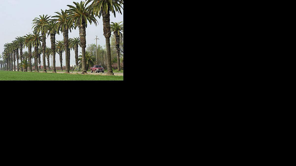 Palms