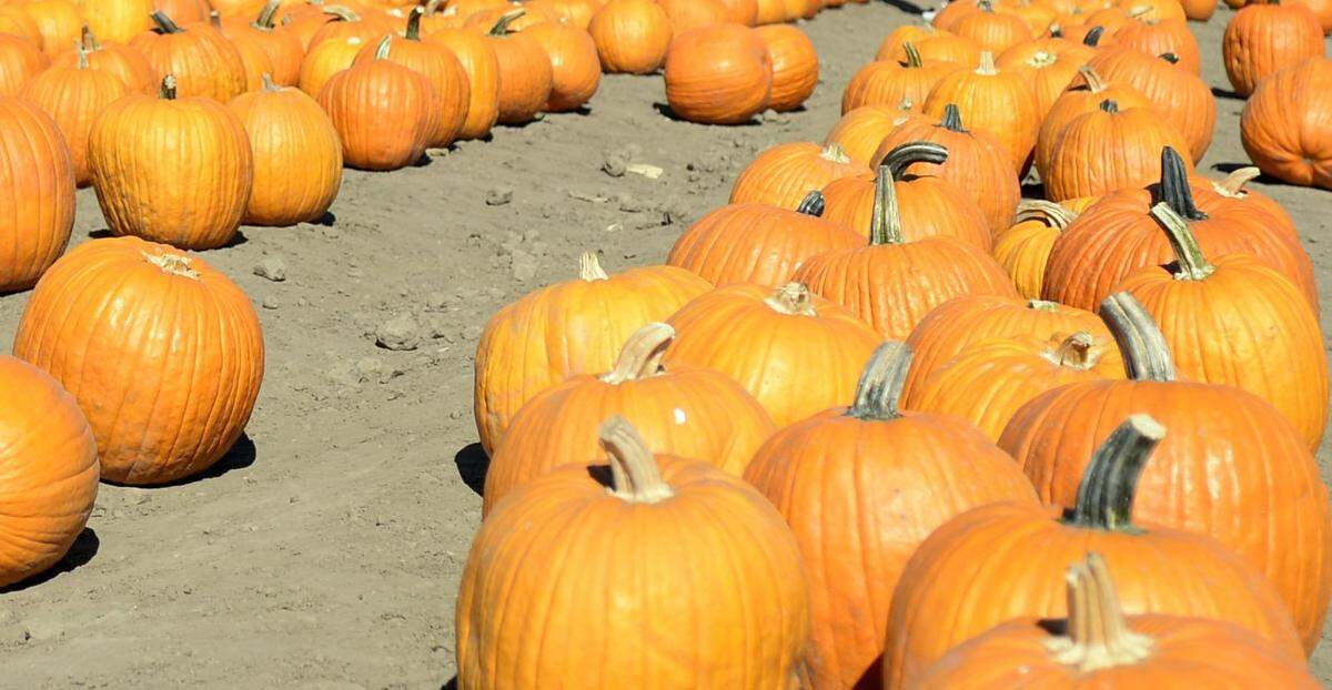 Pumpkins pictured in 2014 at Dell’Osso Family Farm in Lathrop, where there will be plenty of fall activities.